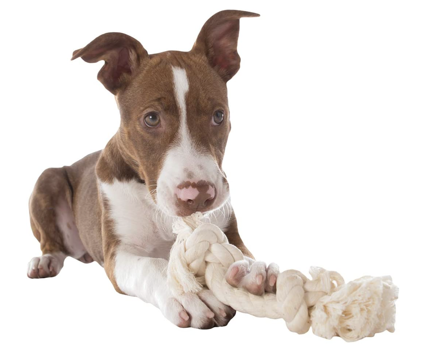 Natural Cotton Rope for Dogs - Image 2